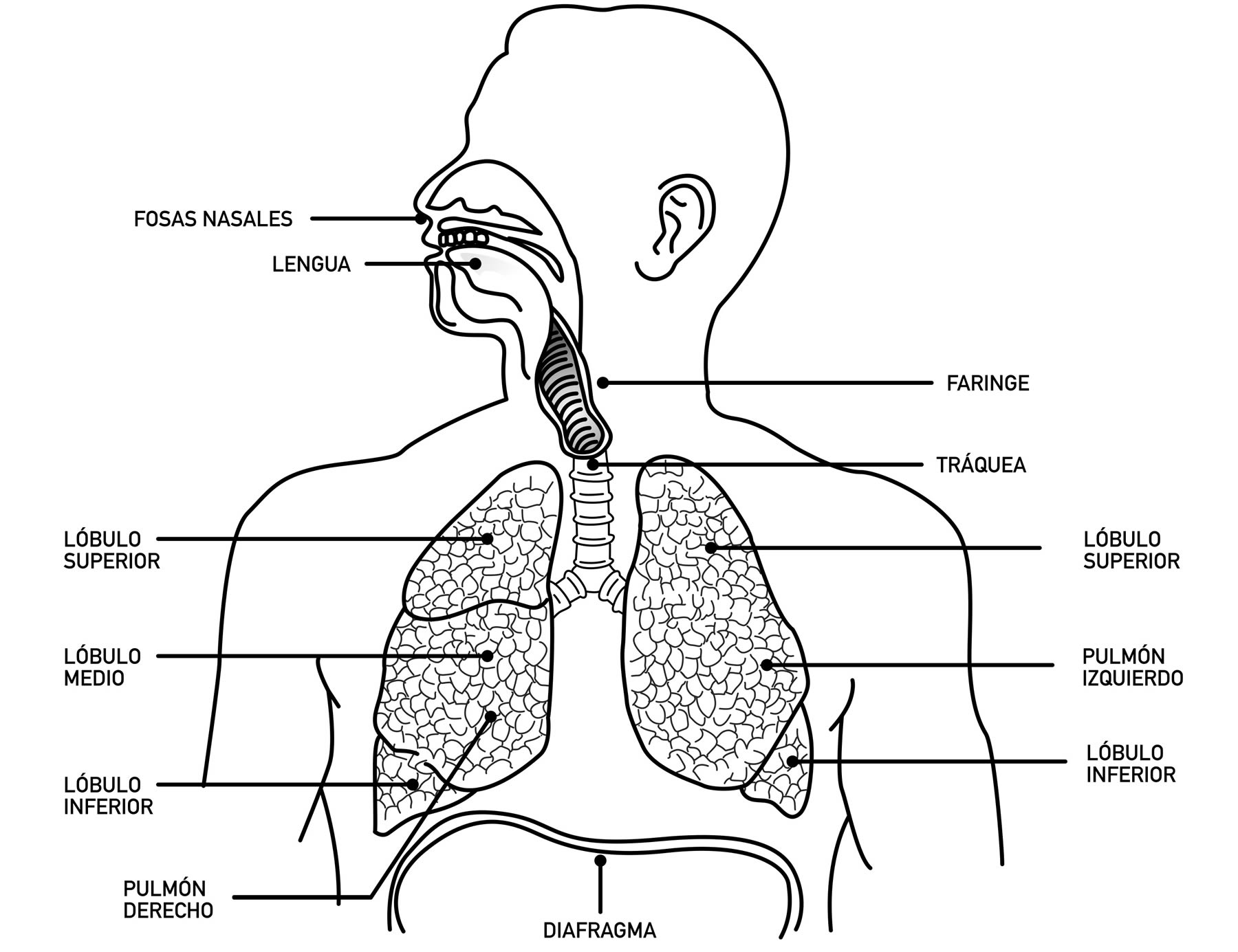 Definici N De Sistema Respiratorio Rganos Partes Funciones E