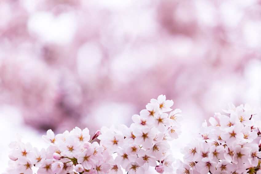 Definición de Flor de Cerezo - Qué es y Concepto