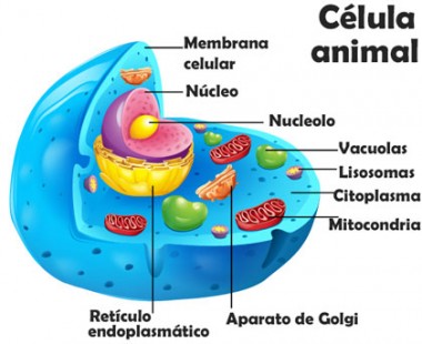 celula_animal