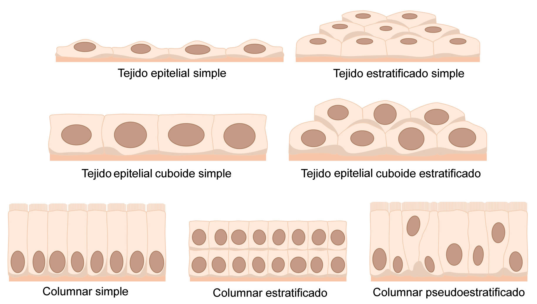 Definici N De Tejido Epitelial Caracter Sticas Funciones Y Clasificaci N