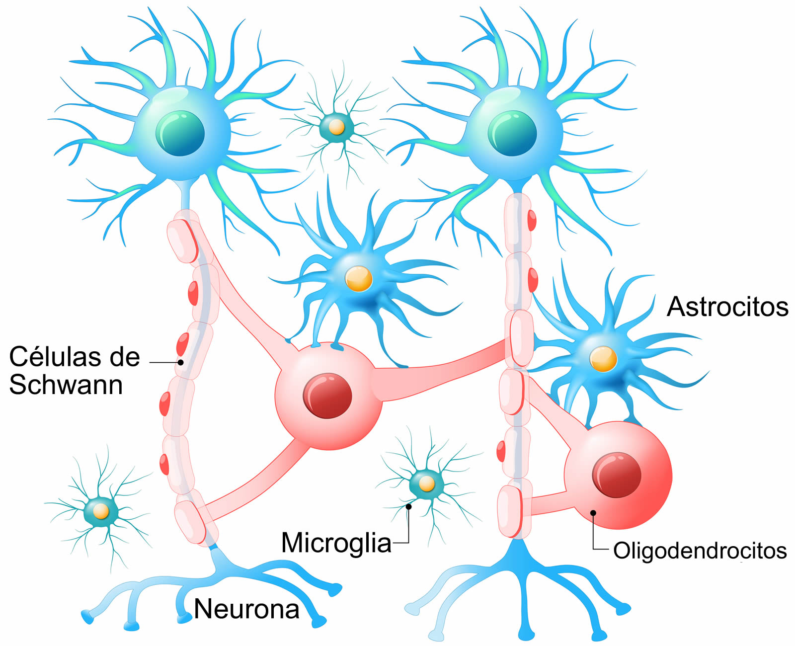 Tejido Nervioso Marcado Como Neurona Conoce M s Sobre Tus Impulsos